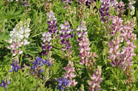 Pixie Delight Lupine Seeds | Blue, White, Pink, Purple | Attracts Pollinators | Compact 16” Tall | 93 Days |