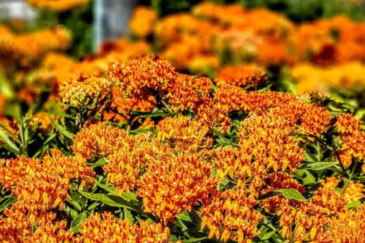 1000 Butterfly Milkweed Seeds - Asclepias Tuberosa - Perennial Flower Garden Plant
