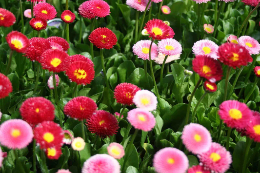 African Daisy Seeds | Heirloom Non-GMO Flower Seeds | Colorful Blooms | Dimorphotheca sinuata