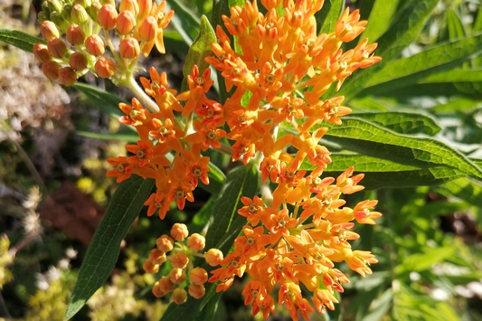 Butterfly Weed Seeds - Orange Milkweed - Pleurisy Root - Asclepias tuberosa - Pollinator-Friendly - FREE SHIPPING