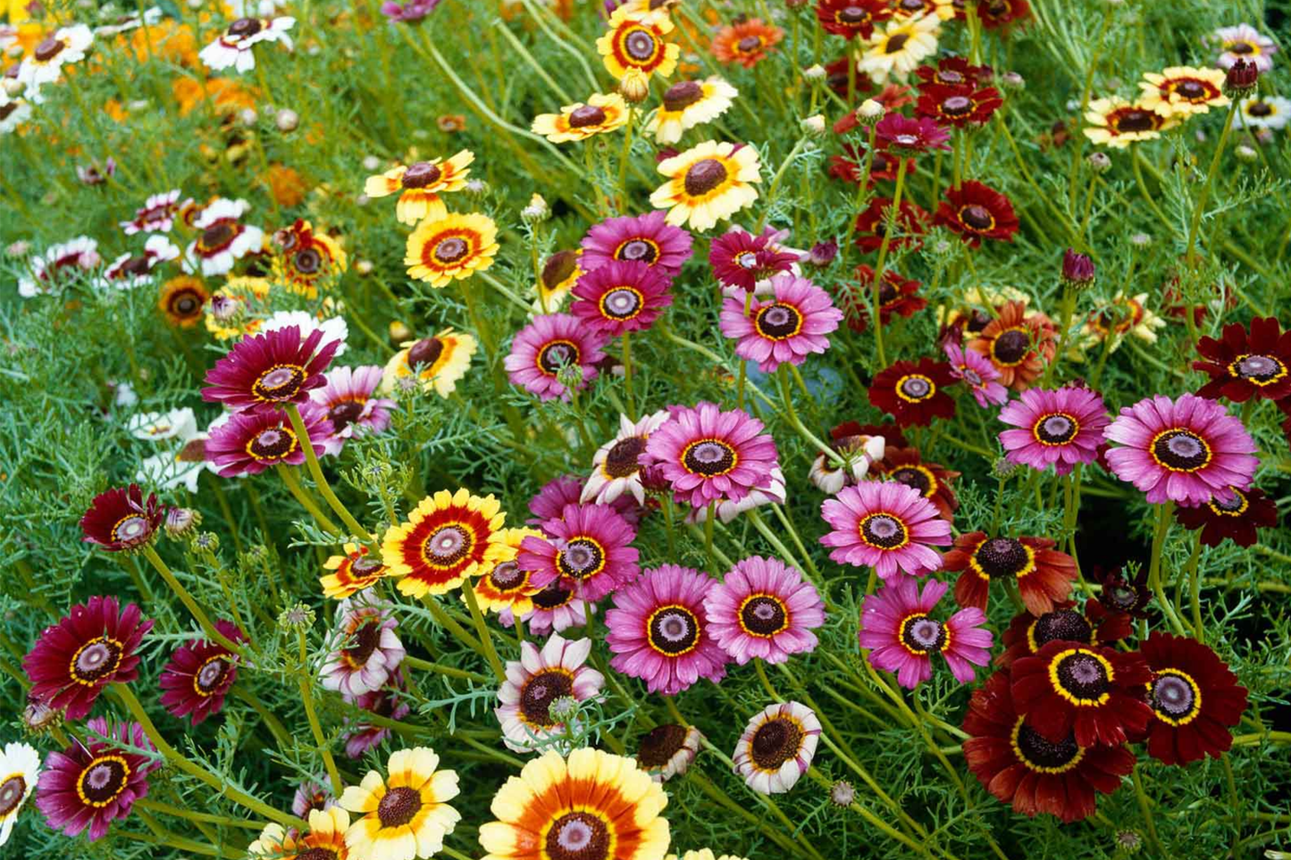 Painted Daisy Seeds | Heirloom Non-GMO Flower Seeds | Tanacetum corymbosum | Free Shipping