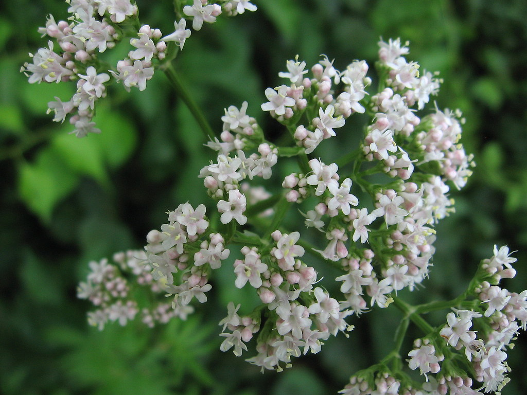 Live Valerian Plant – Valeriana officinalis Perennial Herb Starter Plant