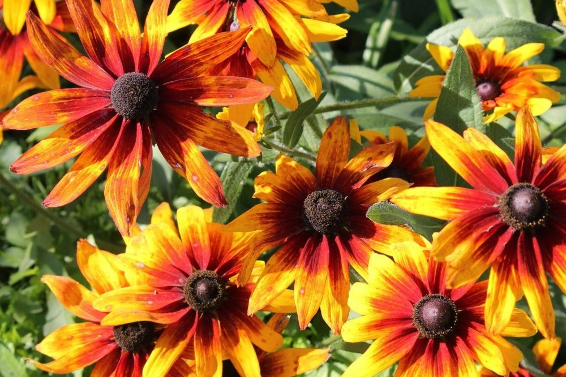 Gloriosa Daisy Seeds | Black Eyed Susan | Rudbeckia Hirta Flower Seeds | 1180 Count