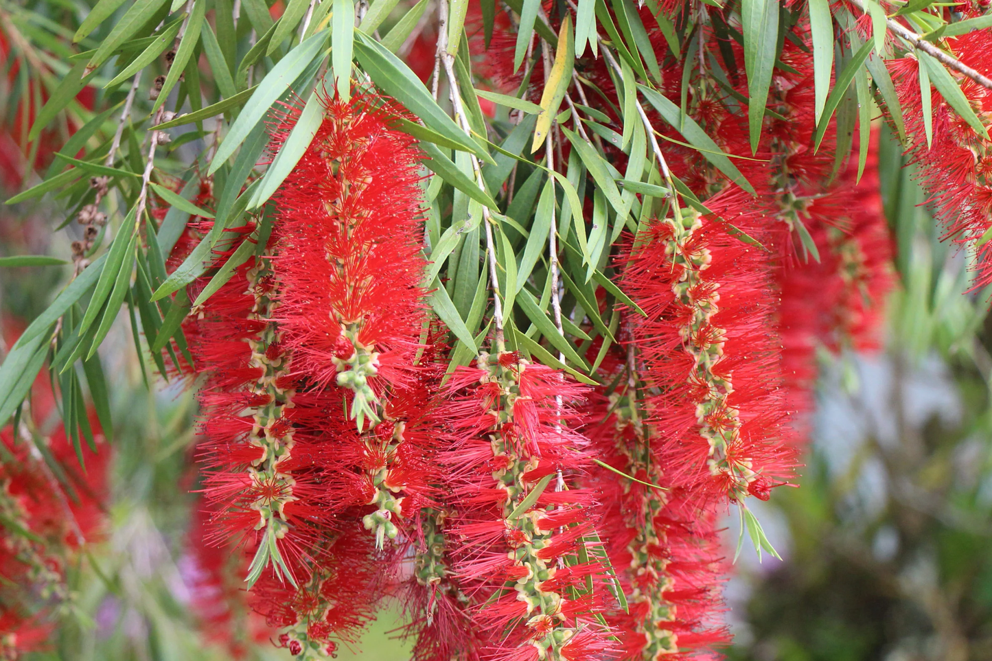 Weeping Bottlebrush Seeds - 100 Pack - Callistemon viminalis - Flowering Garden Plant Seeds