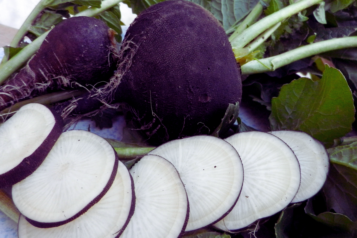 Black Spanish Radish Seeds | 300+ Non-GMO Seeds | Fresh Garden Seeds | Raphanus sativus