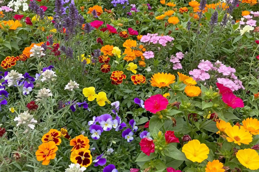 Assorted Flower Plant Seeds - Non-GMO Variety - Ferry Morse - Lot of 182