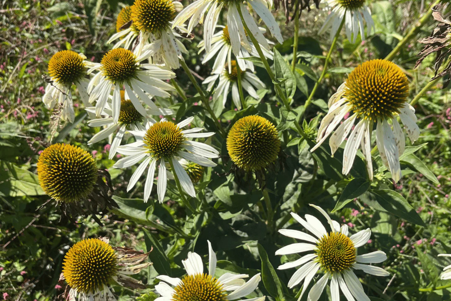 White Swan Coneflower Seeds - Non-GMO, Perennial Flower Seeds - Echinacea purpurea - Garden Planting Supplies