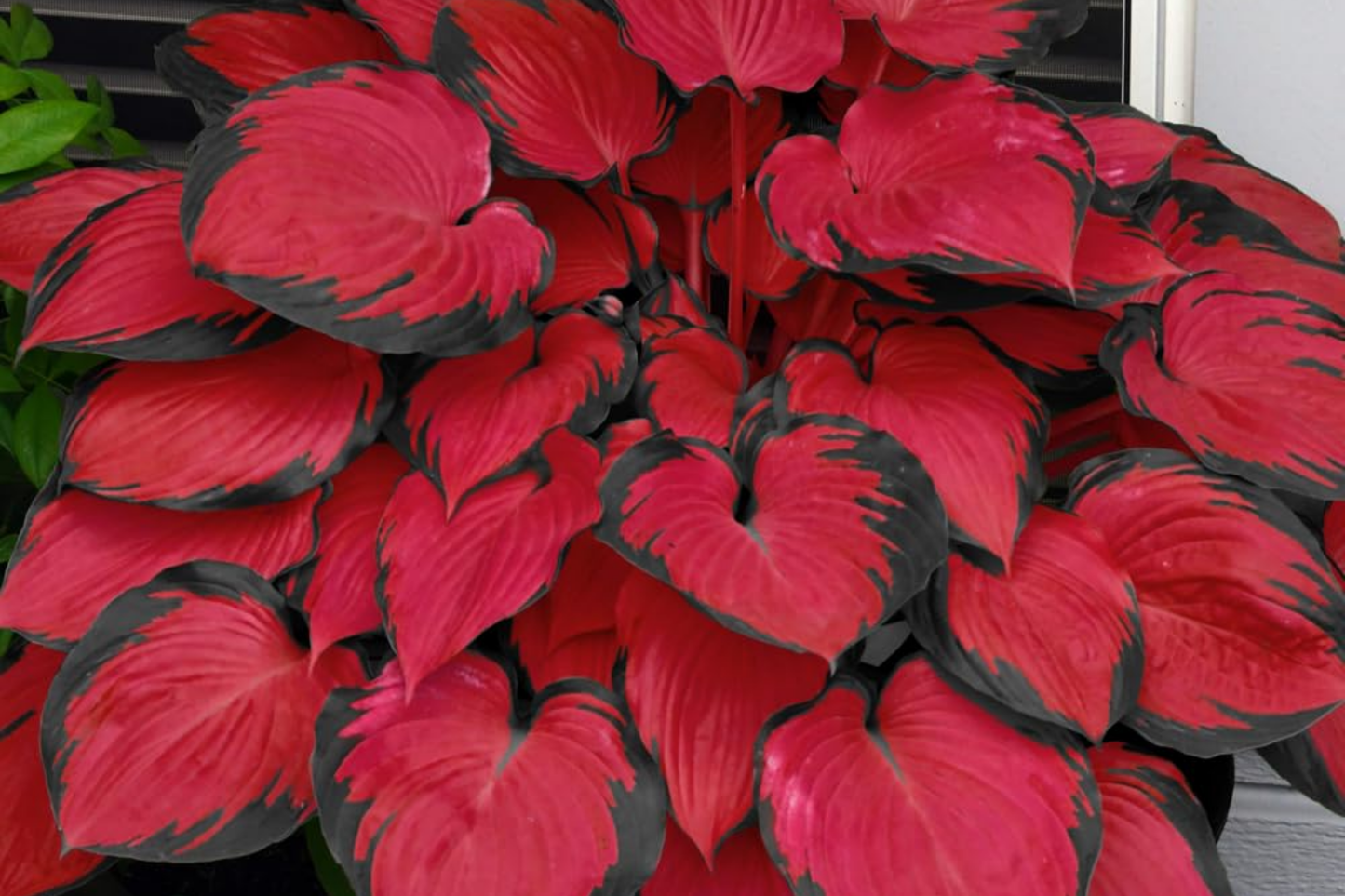 Hosta Seeds for Planting - 200+ Perennial Hosta Seeds for Outdoor Garden - Attracts Pollinators, Shade Tolerant (Hosta spp.)
