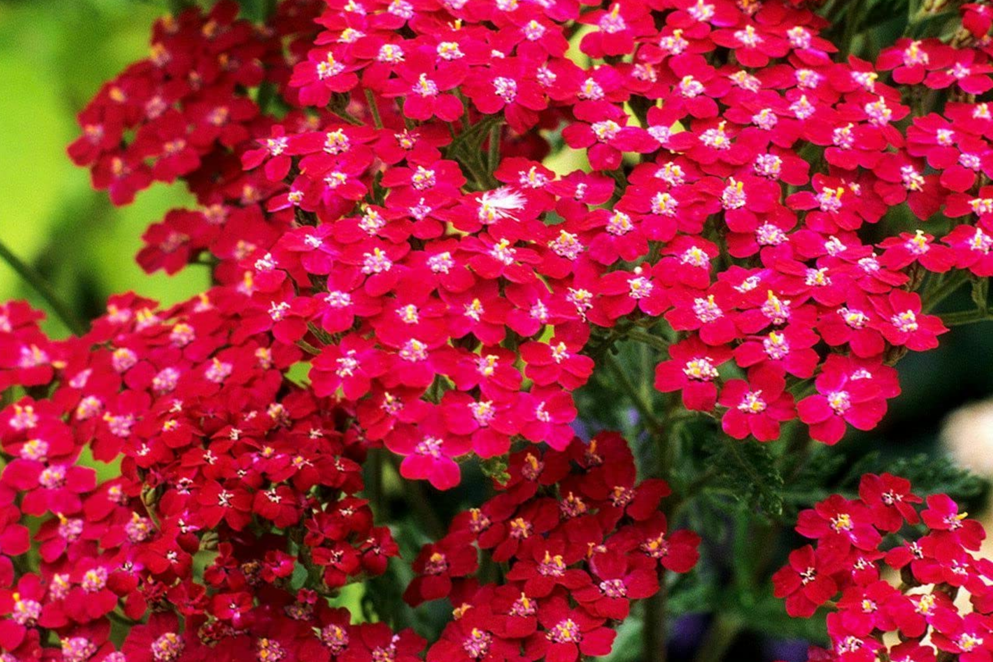 Red Yarrow Seeds 500-10,000 Non-GMO Medicinal Herb (Achillea millefolium)