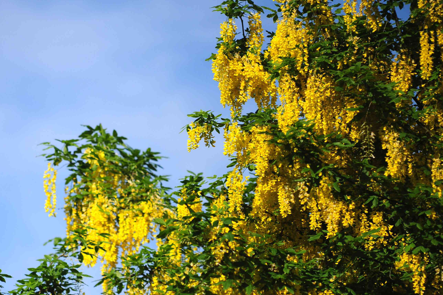 Golden Chain Tree Seeds - Laburnum anagyroides - Wisteria-Like Flowering Plant Seeds for Garden and Landscaping