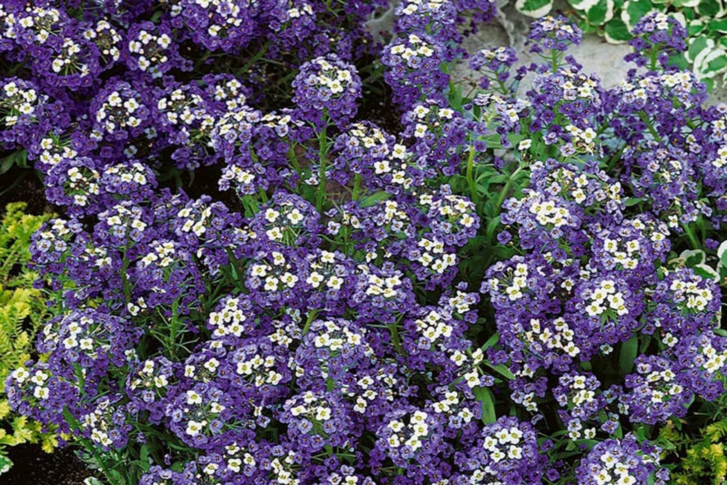 Alyssum Seeds - Violet Queen Heirloom Purple Flower Seeds - Free Shipping - 1212