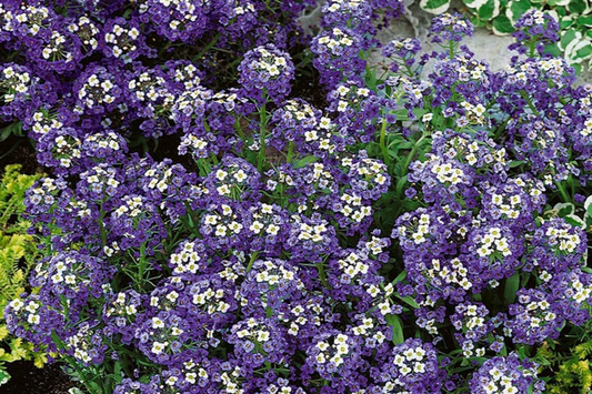 Alyssum Seeds - Violet Queen Heirloom Purple Flower Seeds - Free Shipping - 1212
