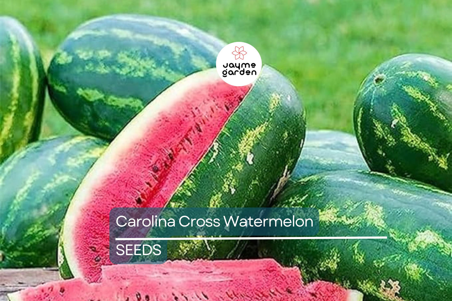 Carolina Cross Watermelon Seeds | Heirloom, Non-GMO | 50-200 lbs Fruit | 95 Days | USDA Zones 3-10 | Free Shipping