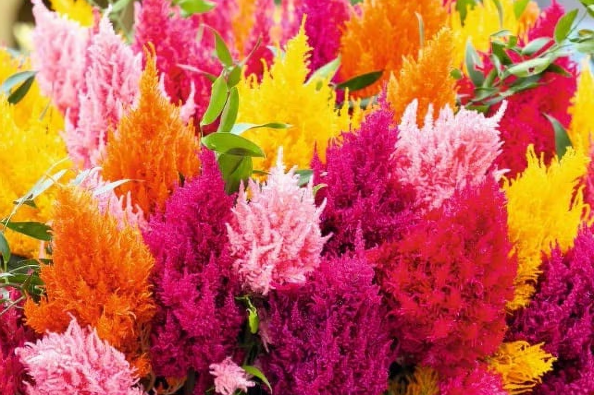 Scarlet Plume Celosia Seeds | 20-400 Seeds | Non-GMO | Celosia argentea
