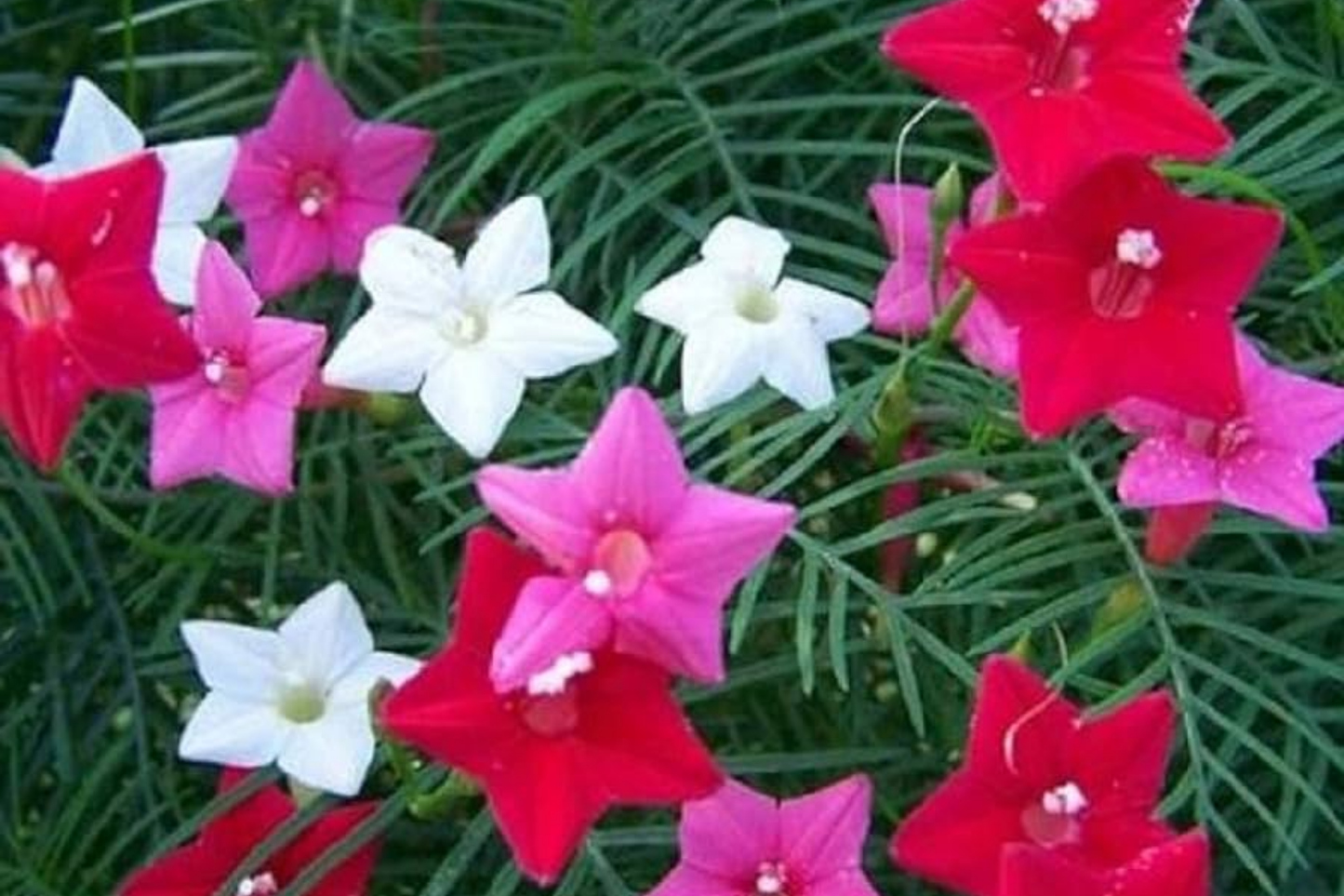 Star Glory Seeds - 100 Cardinal Creeper Vine Flower Seeds for Butterflies & Hummingbirds - Ipomoea sloteri