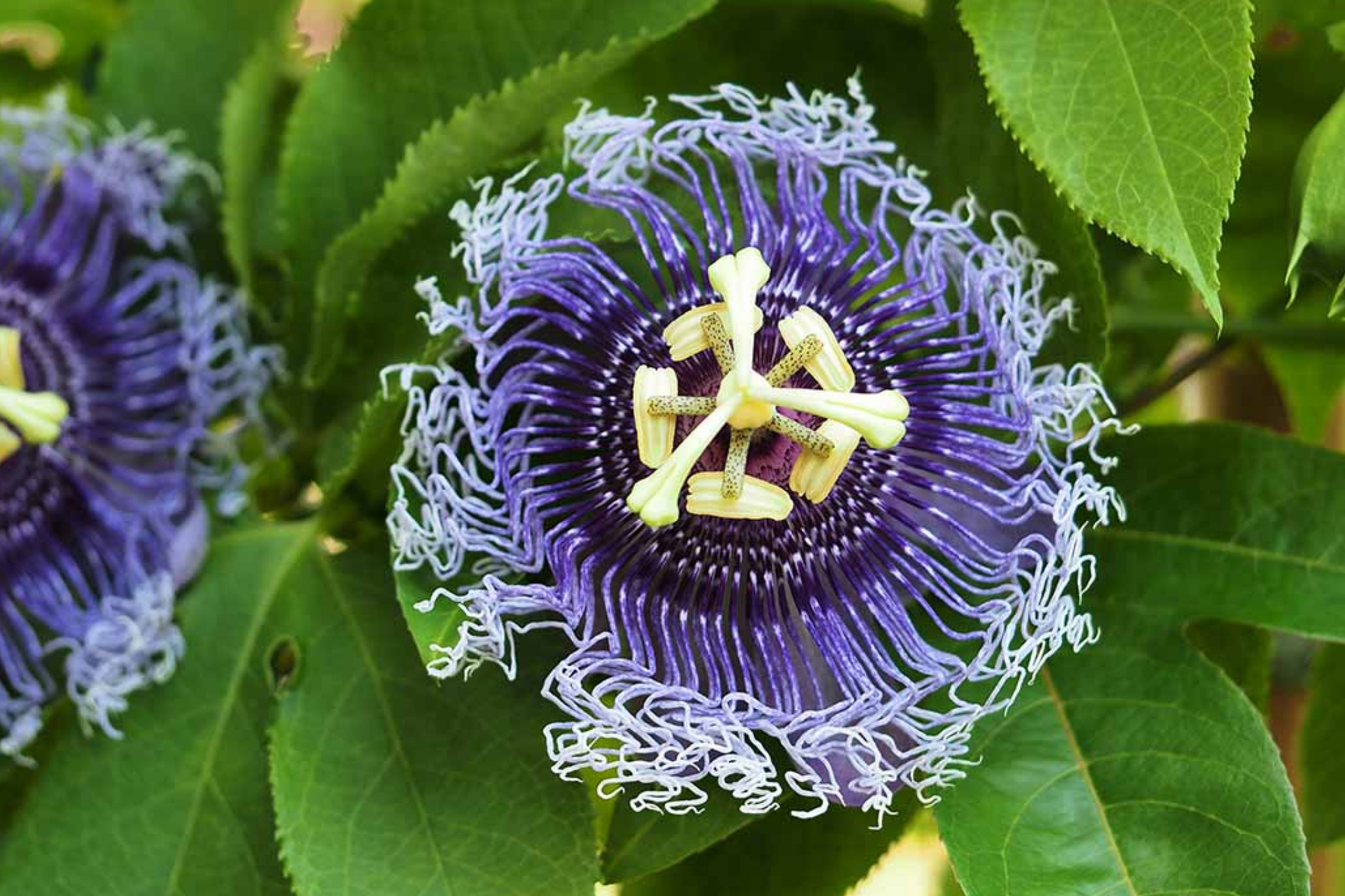 Purple Passion Fruit Flower Seeds - Granadilla Vine - Passiflora edulis - Edible Fruit Garden Plant