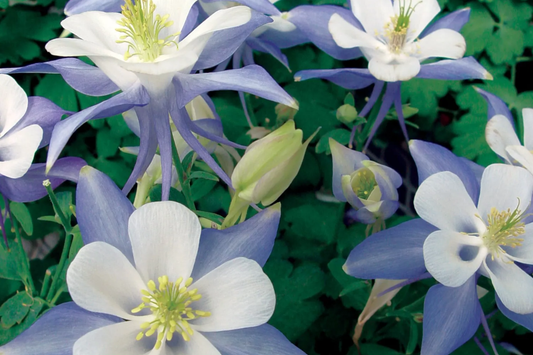 Blue Star Columbine Seeds | Non-GMO | Aquilegia caerulea | Flower Seeds for Garden | Free Shipping