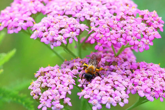 Cerise Queen Yarrow Seeds | Vibrant Pink Flowers | Drought Tolerant | Attracts Pollinators | Perennial | 85 Days