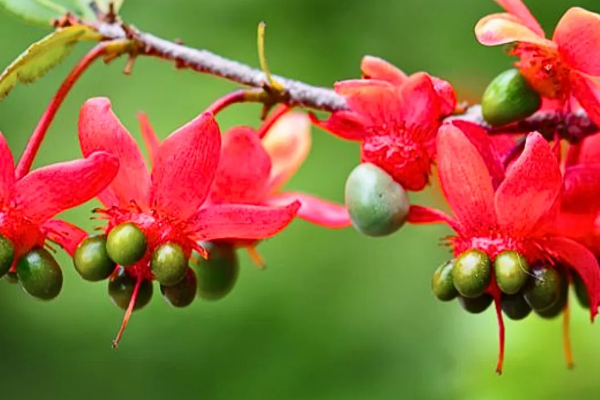 Mickey Mouse Plant Seeds - 35 Fresh Ochna Serrulata Seeds - Rare Yellow Flowering Bonsai