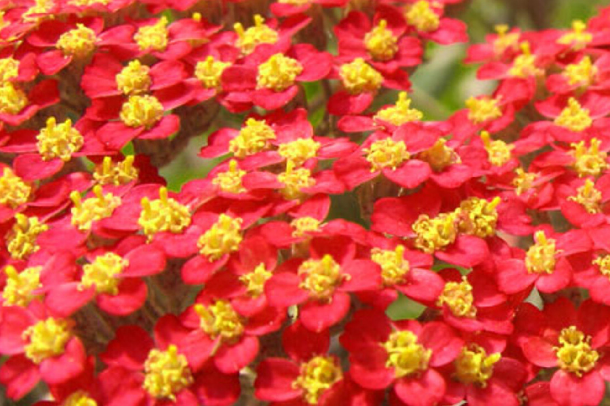 Red Yarrow Seeds | Non-GMO | Achillea millefolium | Organic Healing Herbs