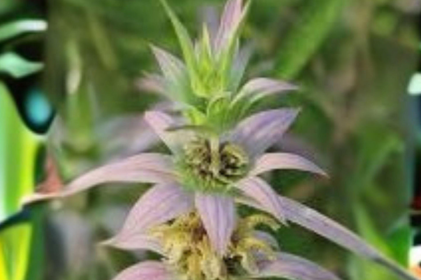 100 Seeds Monarda punctata — Spotted Bee Balm, Pollinator Magnet for Dry & Sandy Gardens