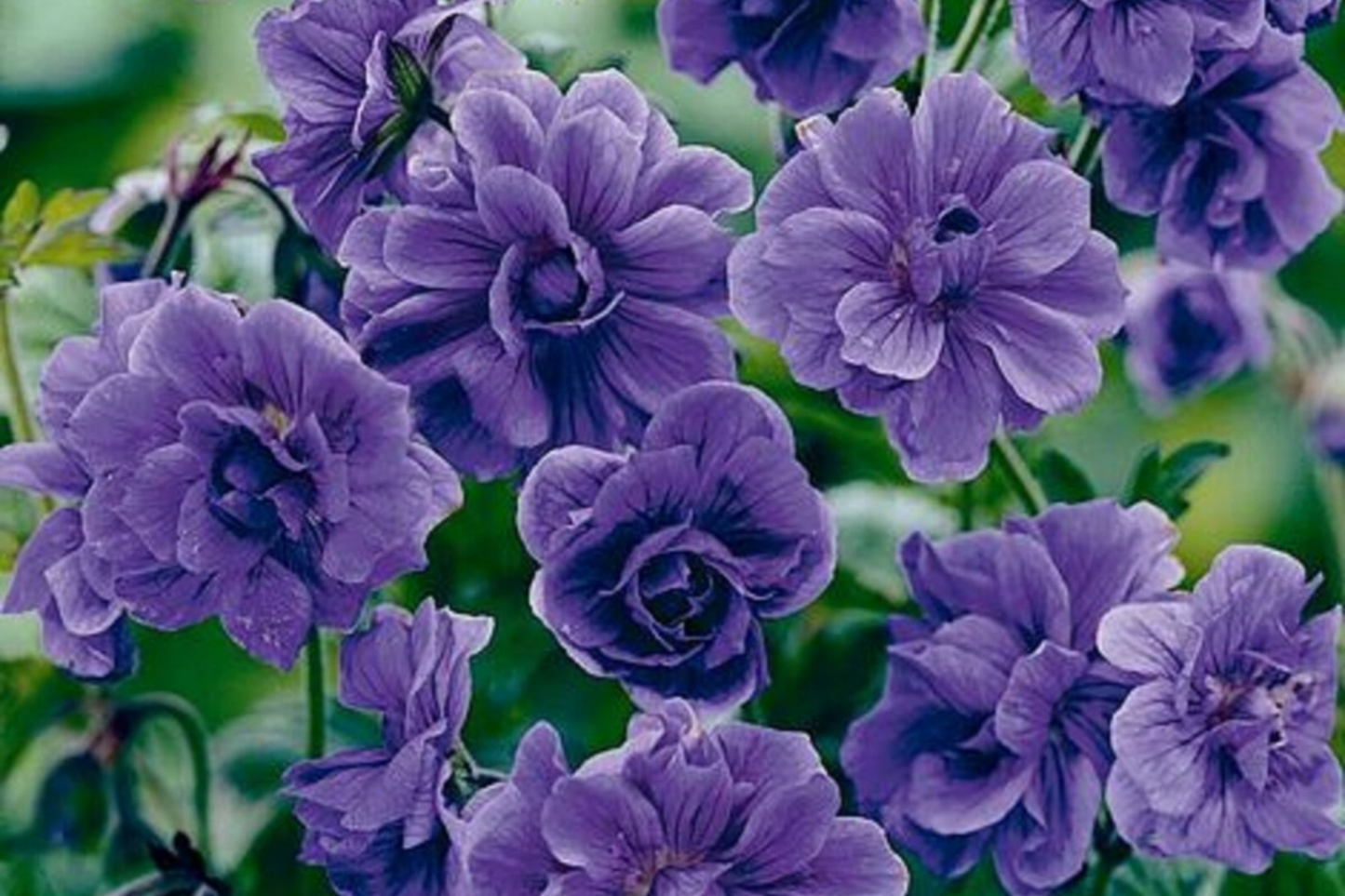Double Purple Geranium Seeds - 10 Perennial Flower Seeds - Geranium species - USA