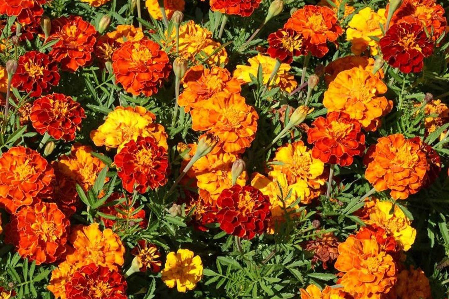 Mixed Marigold Seeds 1500+ for Planting - African & French Marigold Seeds (Tagetes spp.)