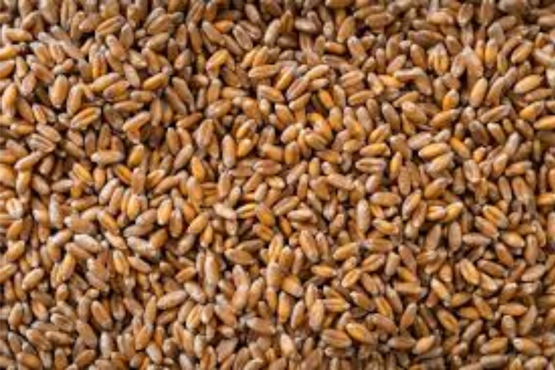 Hard Red Winter Wheat Seeds - NON-GMO for Planting, Sprouting, Fodder, Storage - Triticum aestivum