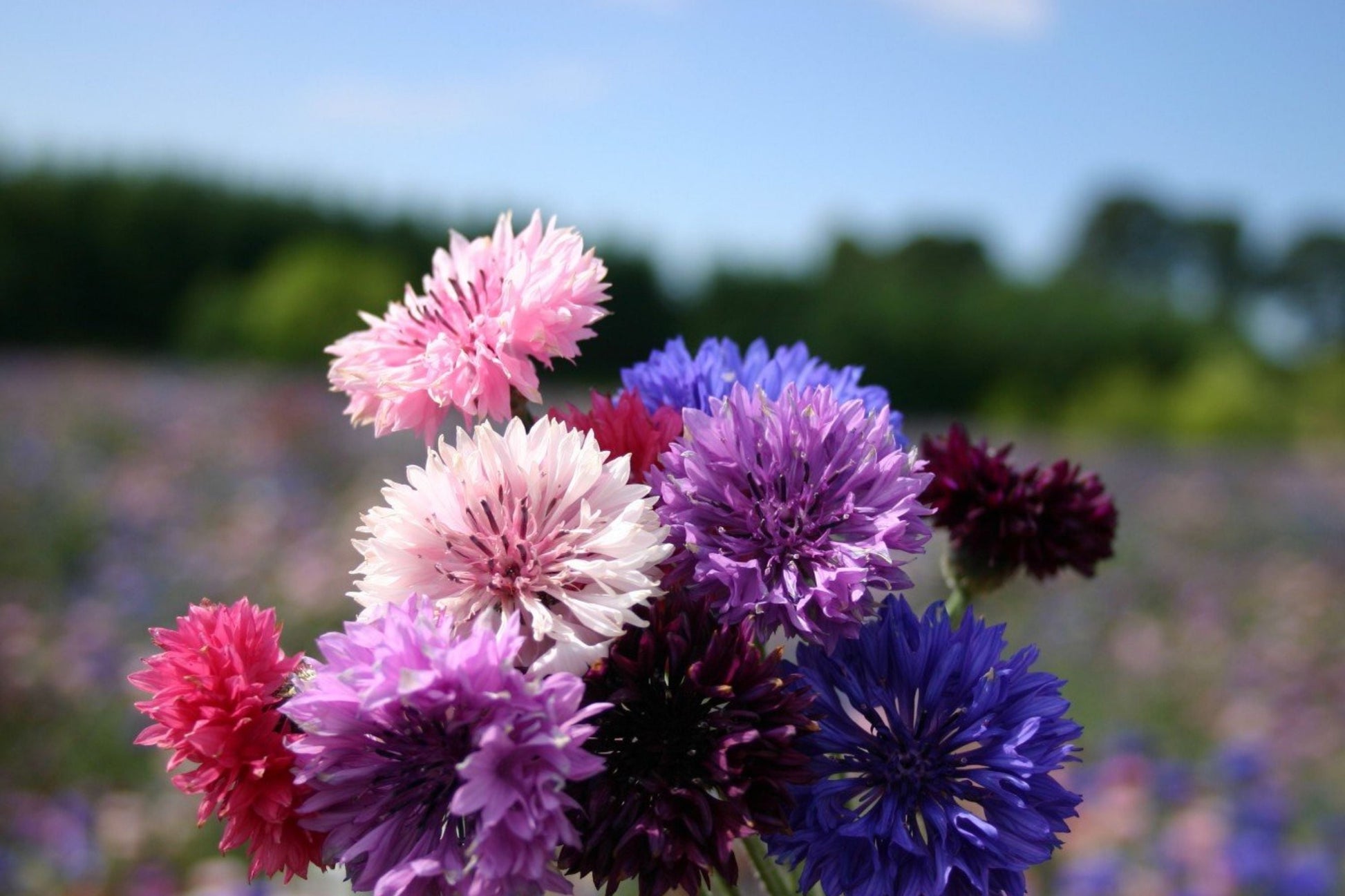 Bachelor Button Seeds - Dwarf Polka Dot Mix - Centaurea cyanus - Non-GMO, Colorful Annual Flowers for Garden or Container
