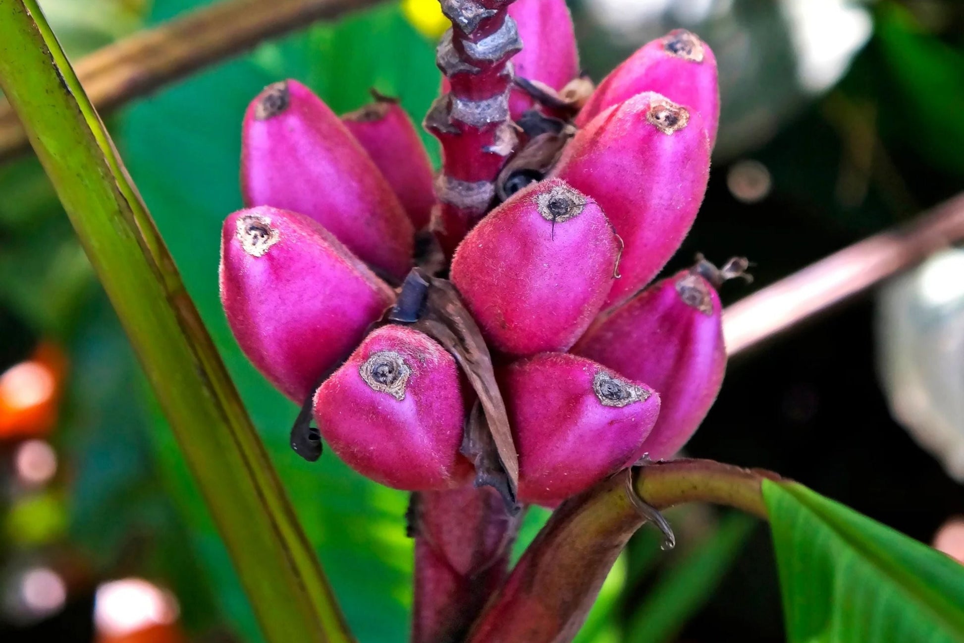 Pink Dwarf Banana Tree Seeds - Musa velutina - Rare Fast Hardy Plant for Zone 7b Gardening