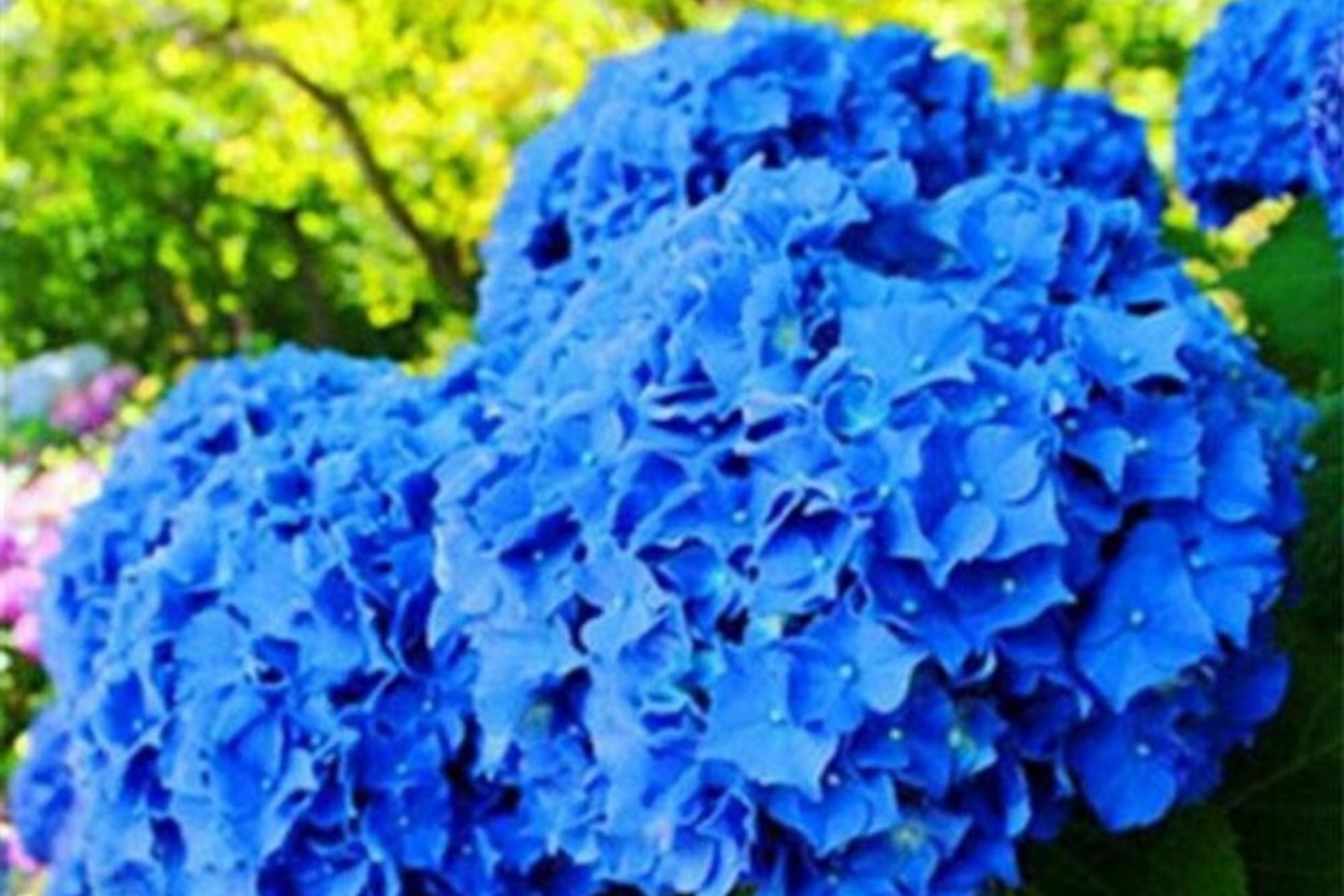 Hydrangea Seeds - Spring Mix - Non-GMO Flower Seeds - 85 or 250 Seeds ...