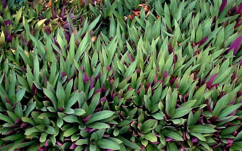 6 Dwarf Oyster Plants Bare Root | Moses in the Basket | Tradescantia spathacea Boat Lily | Live Plants for Garden or Indoors