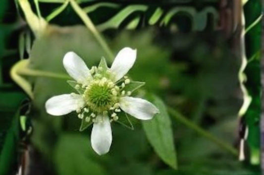 100 White Avens Seeds – Geum canadense – Native Woodland Wildflower – Pollinator Plant