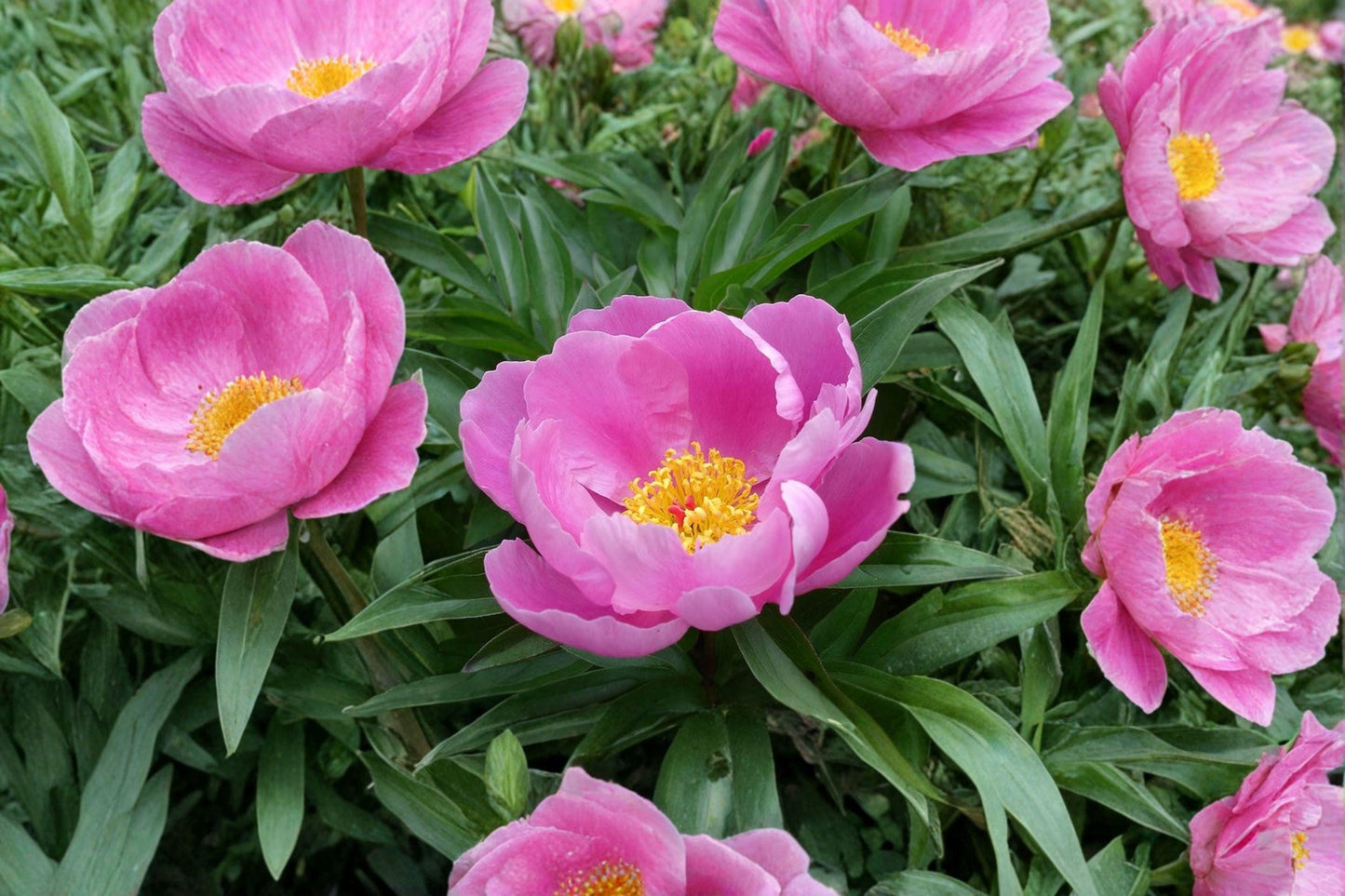5 Chinese Peony Seeds – Paeonia lactiflora – Garden Peony – Herbaceous Perennial Flower