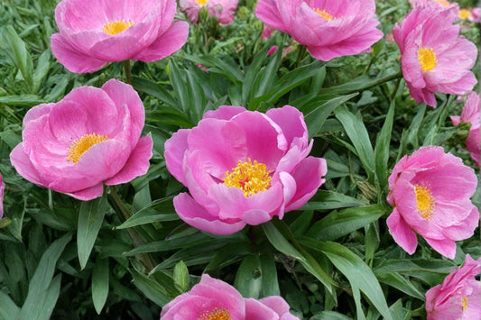 5 Chinese Peony Seeds – Paeonia lactiflora – Garden Peony – Herbaceous Perennial Flower