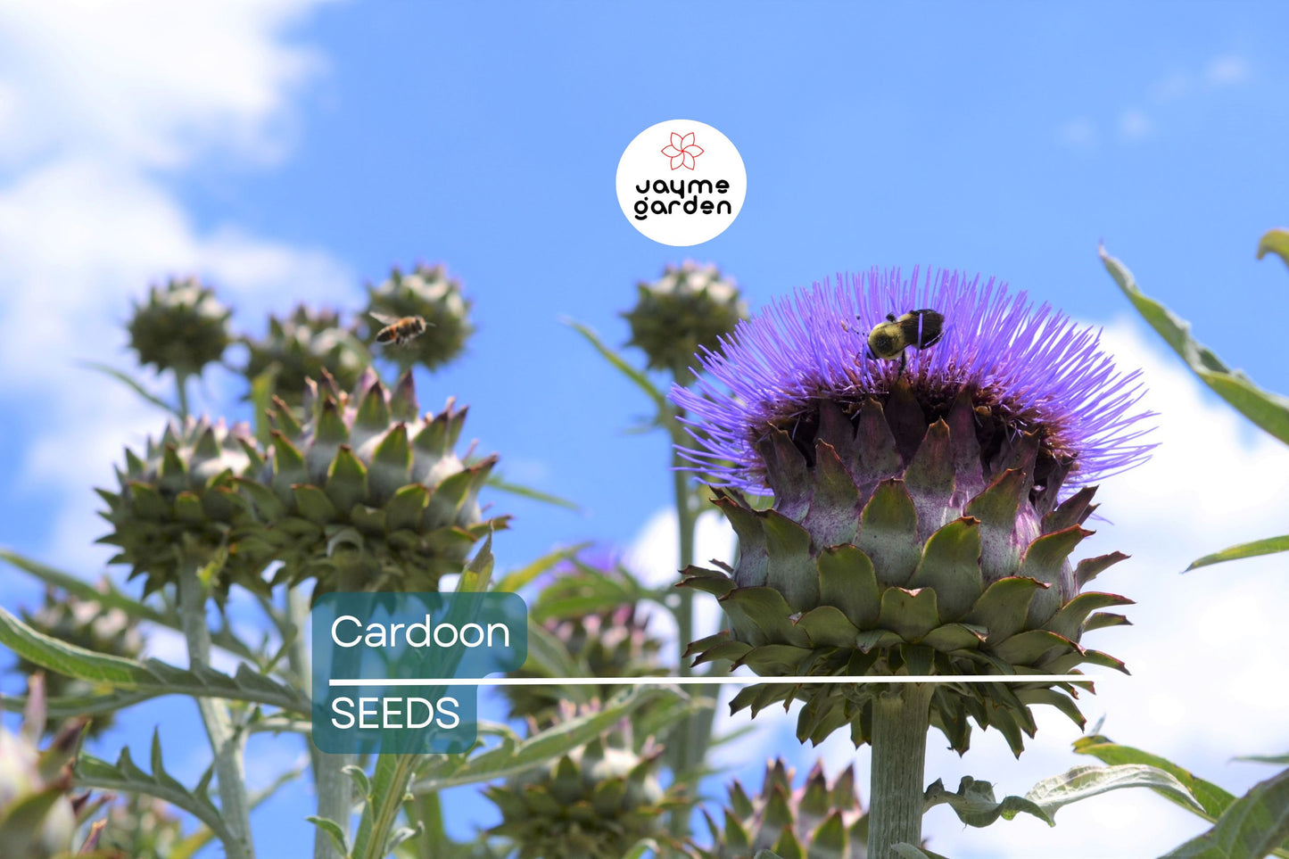 Cardoon Seeds | Heirloom Non-GMO | Mediterranean Delicacy | 2-5 Feet Tall | USDA Zones 7-11 | Free Shipping