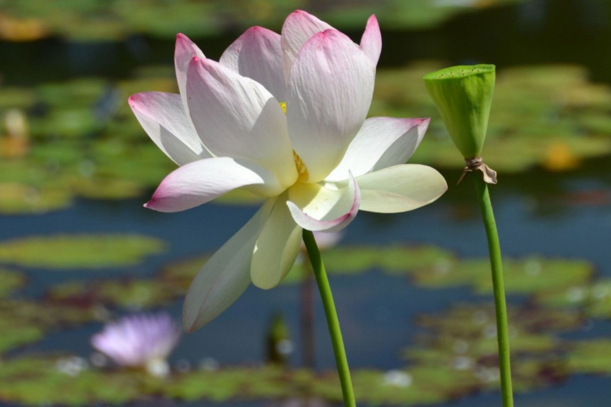 Sacred Lotus Flower Seeds - Edible Aquatic Water Lily - Nelumbo nucifera - Organic Lotus Seeds for Pond Gardening