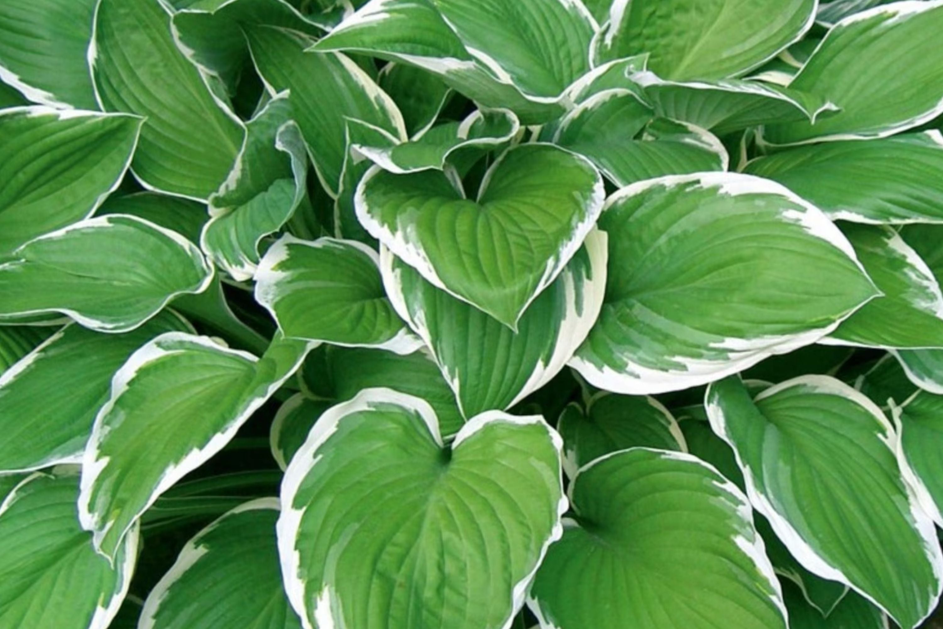 Mixed Rare Hosta Seeds - 200+ Perennial Planting Seeds for Pollinator ...