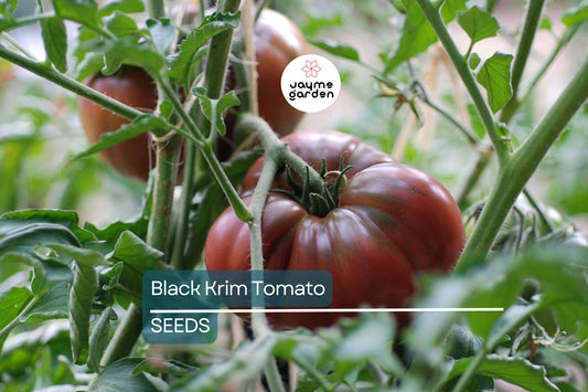 Black Krim Tomato Seeds | Heirloom, Non-GMO | 8-16 oz Fruit | 80 Days | USDA Zones 3-10 | Free Shipping