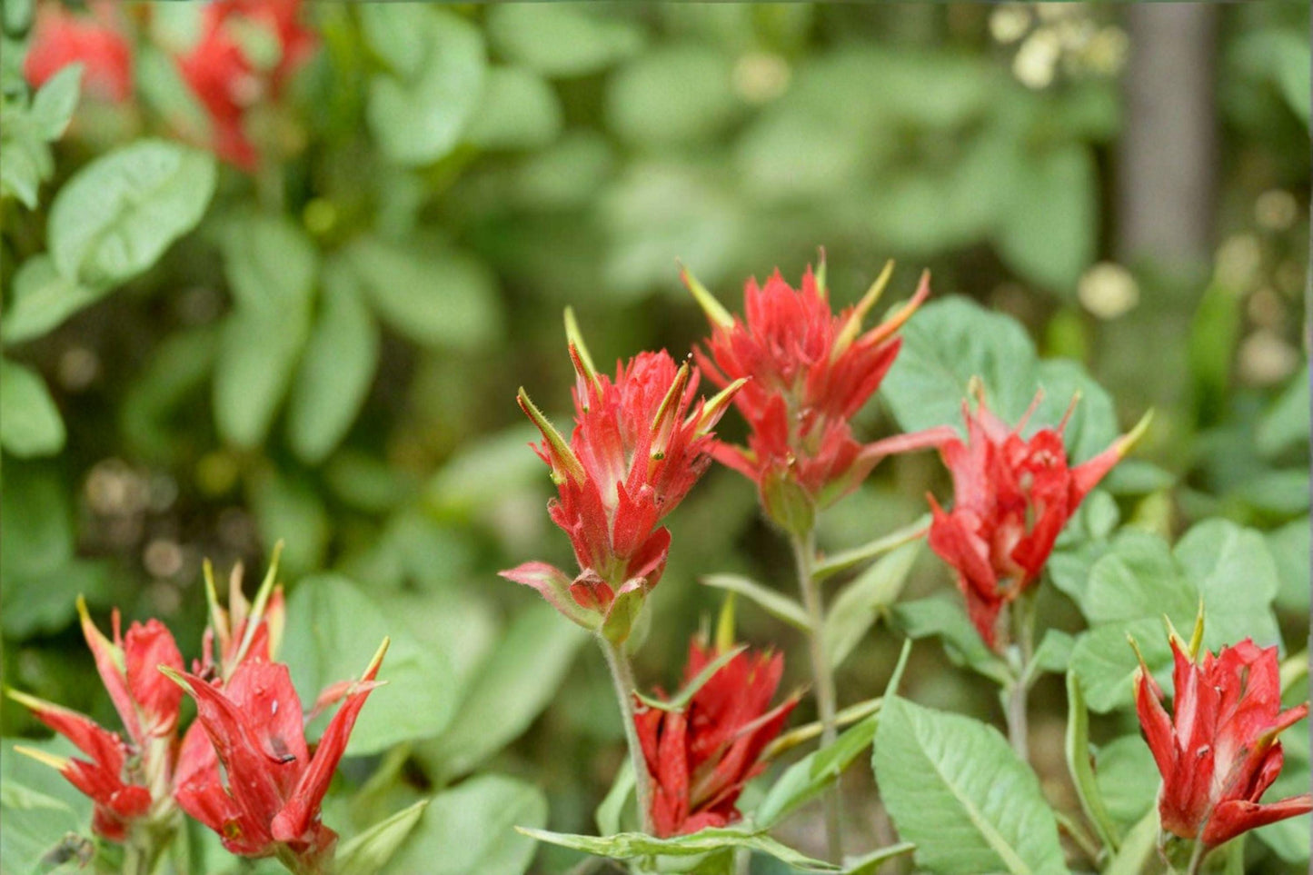 300 Seeds for Planting Castilleja linariifolia – Wyoming Indian Paintbrush, Split-Leaf Orange Red Wildflower