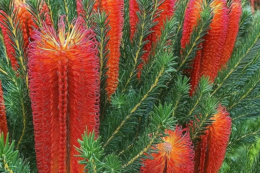 Banksia Ericifolia Seeds - 10 Lantern Fireworks "Little Eric" - Rare Australian Flowering Tree Seeds