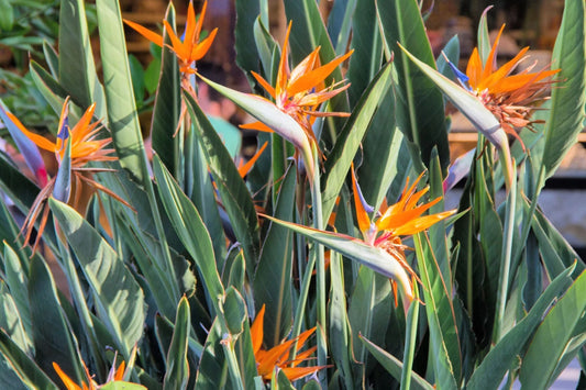 Birds of Paradise Seeds - 2025 Planting Strelitzia Reginae Orange and Blue Variety