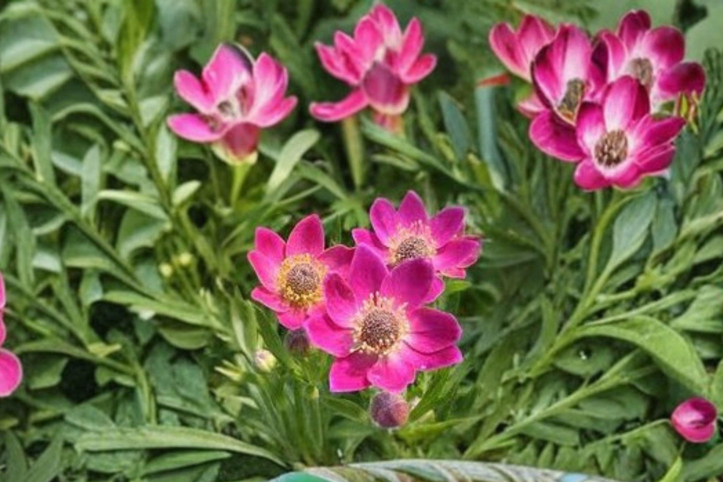 100 Seeds Anemone multifida — Windflower, Colorful Native Perennial for Gardens & Meadows