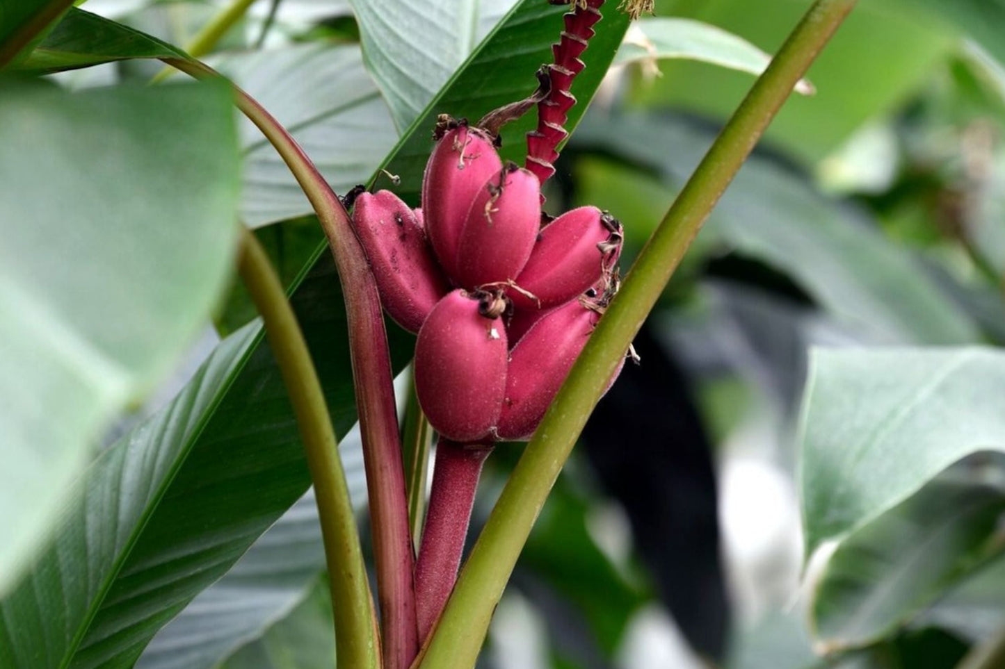 20 Pink Dwarf Banana Tree Seeds - Rare Musa velutina - Fast Growing, Hardy for Zone 7b, Fruit Plant Seeds