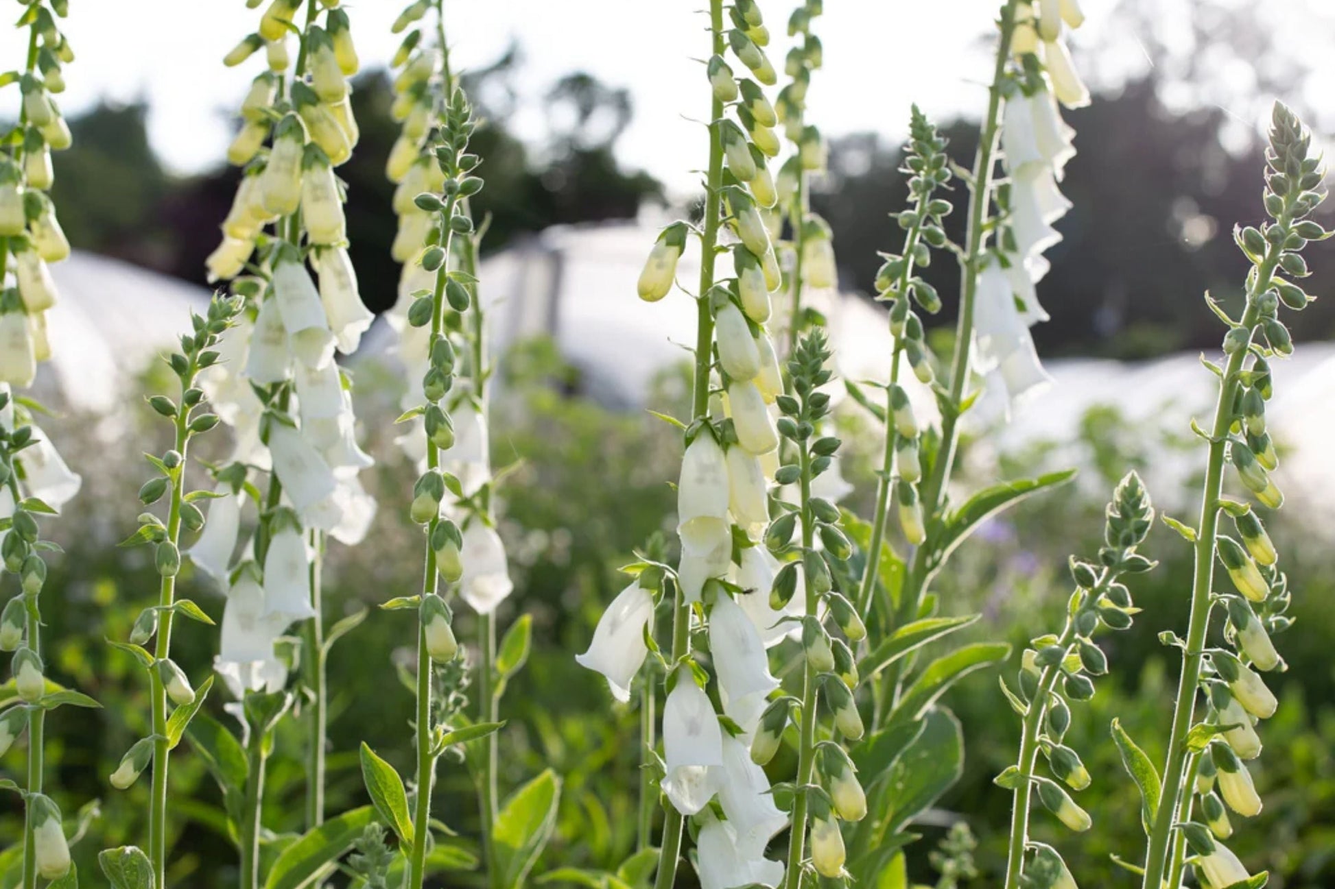 Alba Foxglove Seeds - Non-GMO - Digitalis purpurea - Flowering Plant Seeds for Garden Planting