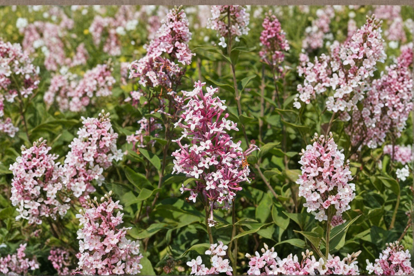 10 Syringa microphylla Seeds – Littleleaf Lilac, Fragrant Shrub with Pink-Lavender Blooms for Gardens