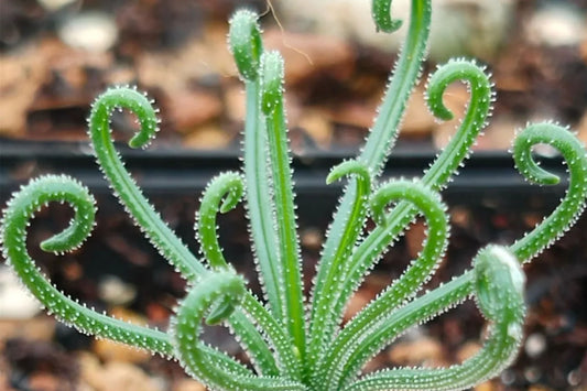 Bulbine Seeds - 15 Seeds of Unique Curly-Whirly Plant - Bulbine torta