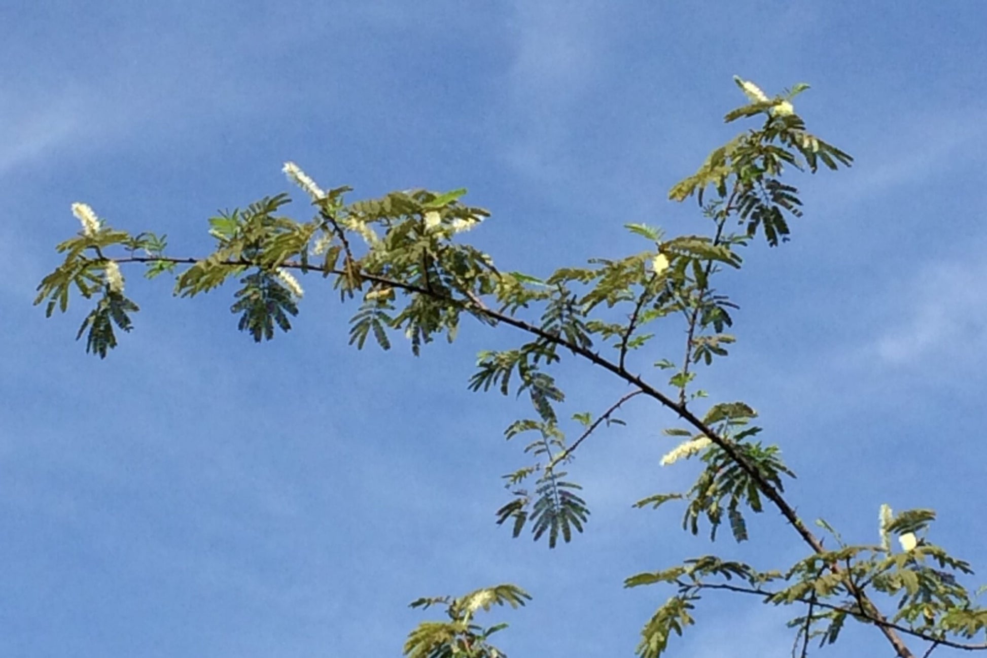 Mimosa Tenuiflora Seeds - 20 Seeds - Drought-Tolerant Plant, Silk Tree, Native to Brazil