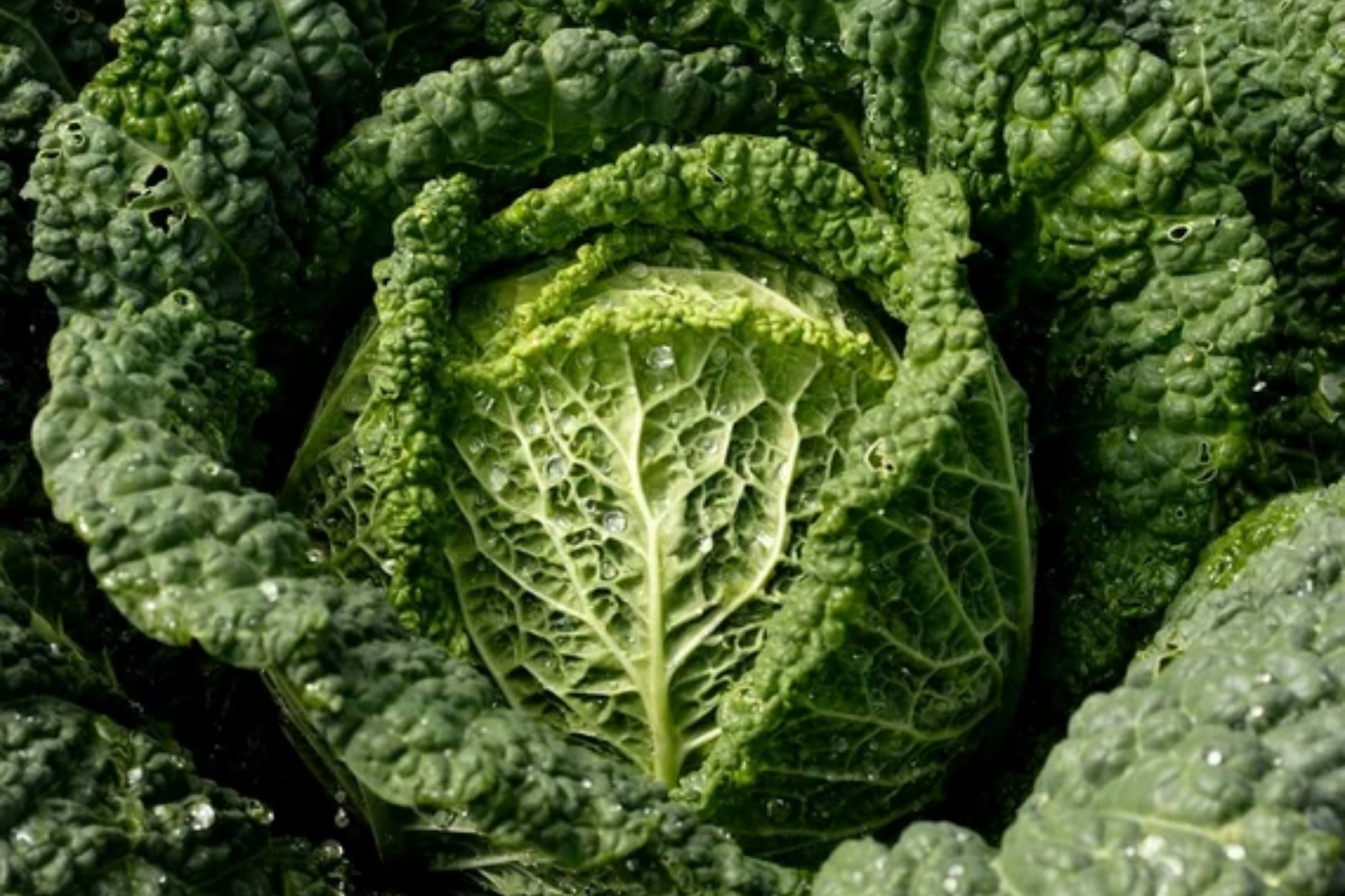 Savoy Cabbage Seeds - 400+ Non-GMO Heirloom Fresh Garden Seeds - Brassica oleracea