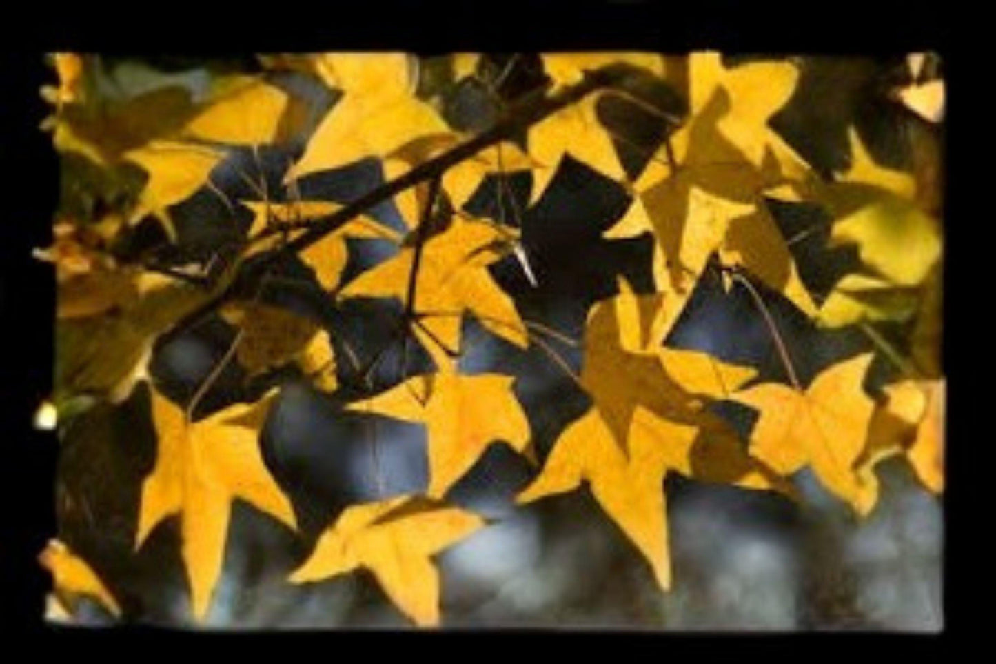 Acer Mono Tree Seeds: Painted Maple, Brilliant Fall Foliage - 10 Seeds